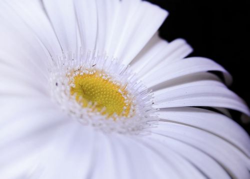 gerbera white close