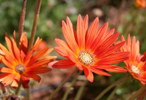 gerbera flower orange yellow