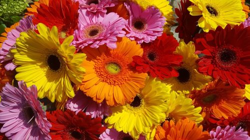 gerbera flower colorful