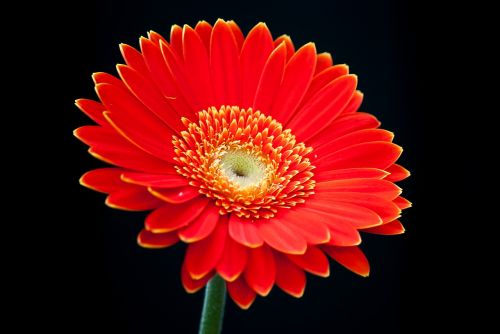 gerbera garden flower