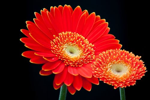 gerbera flower summer