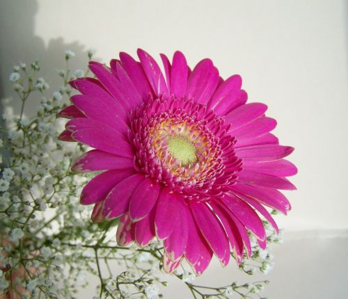 gerbera cut flower pink