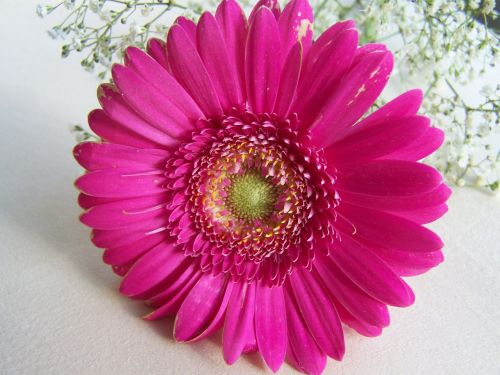 gerbera cut flower pink