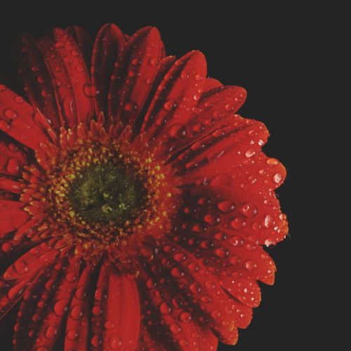 gerbera red flower