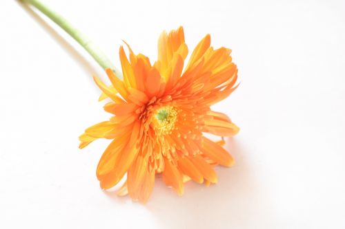 Gerbera 2