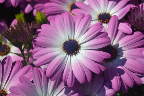 gerbera flowers letnička