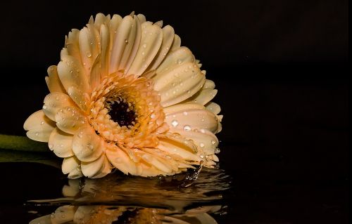 gerbera flower blossom