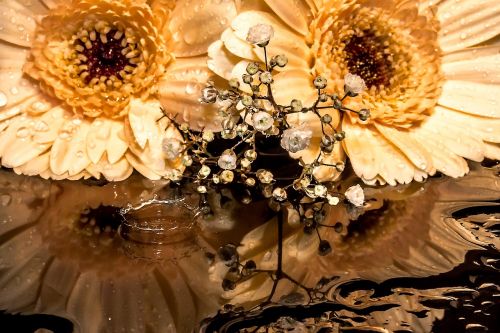 gerbera gypsophila flowers