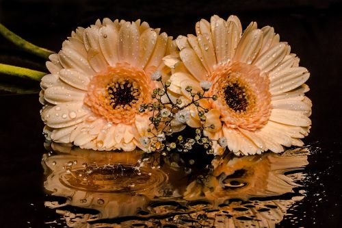 gerbera gypsophila flowers