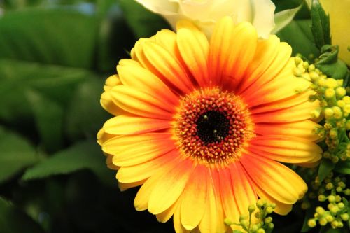 gerbera yellow orange