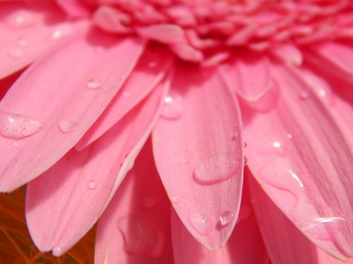 gerbera pink flower