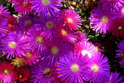 gerbera flower flora