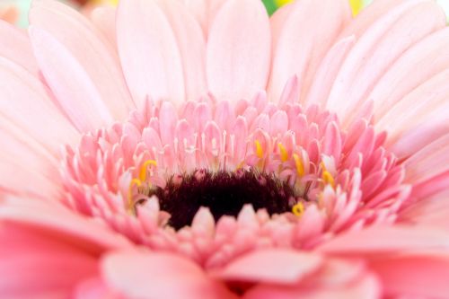 gerbera germini florist