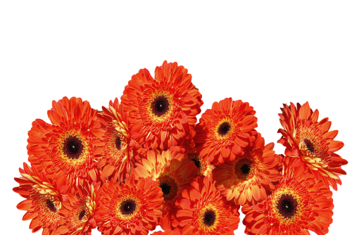 gerbera flowers colorful