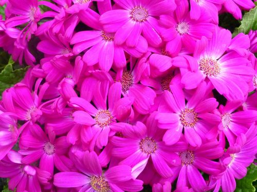 gerbera flowers blossom