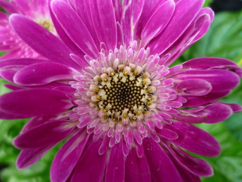 gerbera flower pink