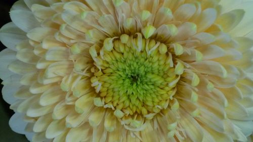 gerbera flower large