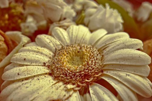 gerbera daisy flower