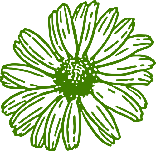 gerbera daisy green