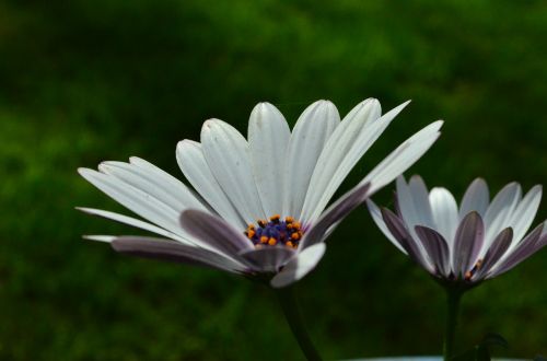 gerbera flower flowers