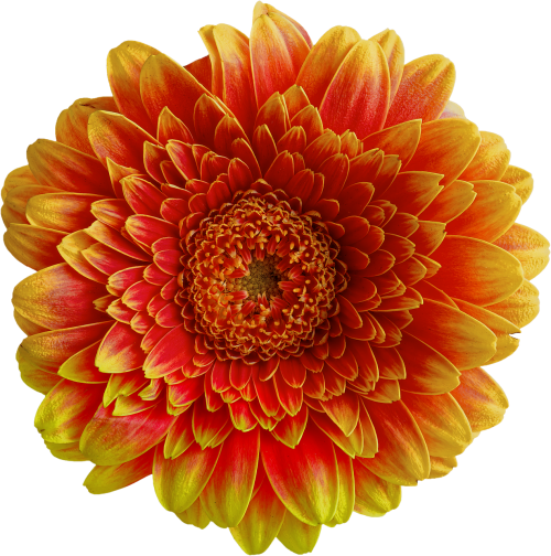 gerbera flower blossom