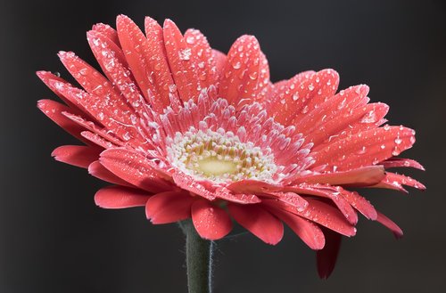 gerbera  flower  red