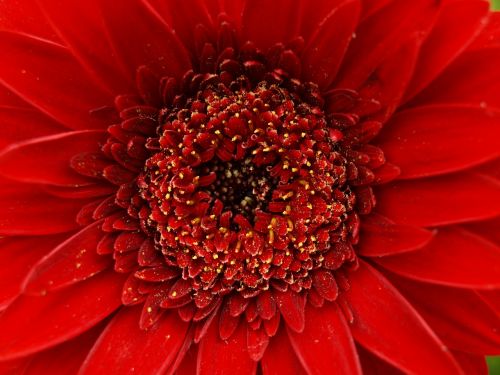 gerbera red flower