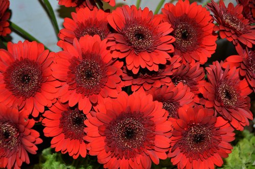 gerbera  red  flowers