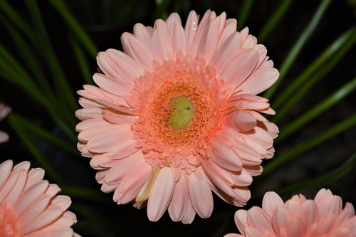 gerbera  salmon  flower