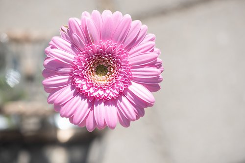 gerbera  flower  pink