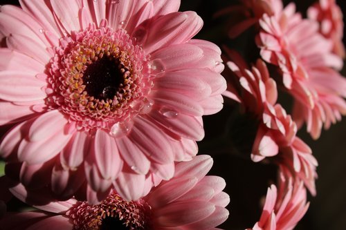 gerbera  pink  flower