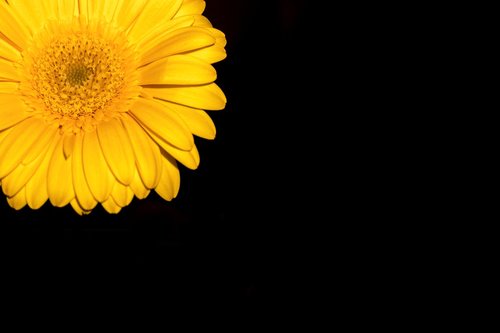 gerbera  flower  blossom