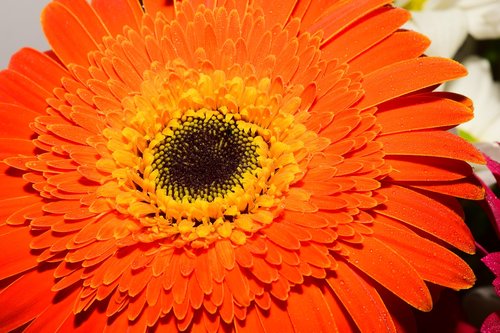 gerbera  orange  flower