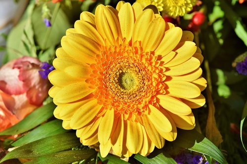 gerbera  flower  schnittblume