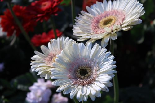 gerbera white flowers