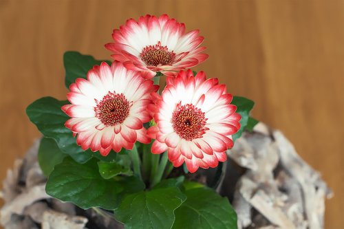 gerbera  flowers  plant