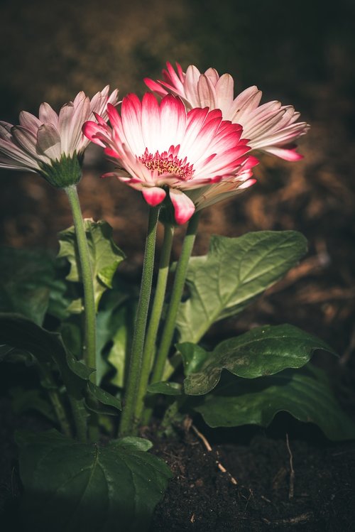 gerbera  flowers  plant