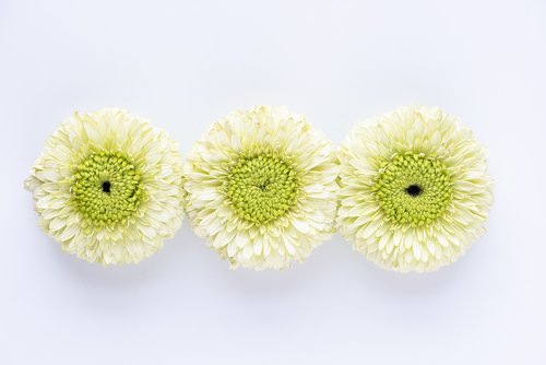 gerbera  flowers  white