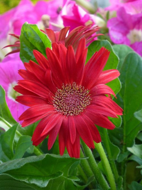 gerbera flower red