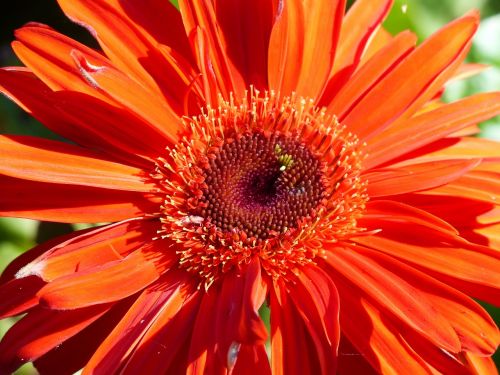 gerbera red flower