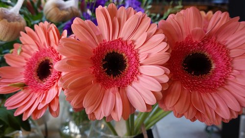 gerbera  flowers  cut flowers