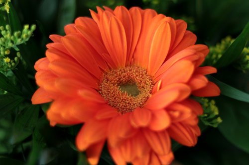 gerbera  orange  bright