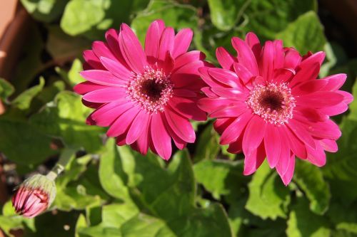 gerbera pink flowers