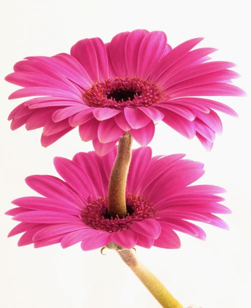 gerbera flower flora