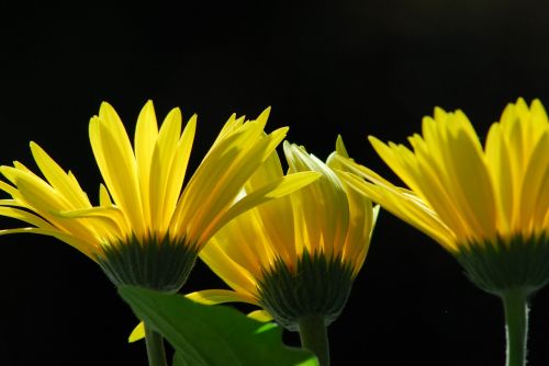gerbera summer flowers yellow