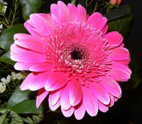 gerbera flower pink