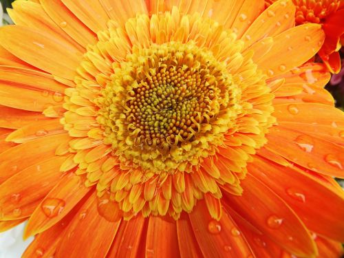 gerbera orange flower