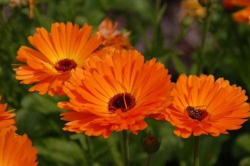 gerbera flower orange