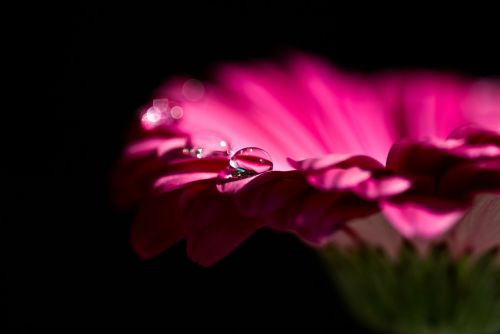 gerbera blossom bloom