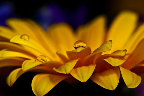 gerbera blossom bloom